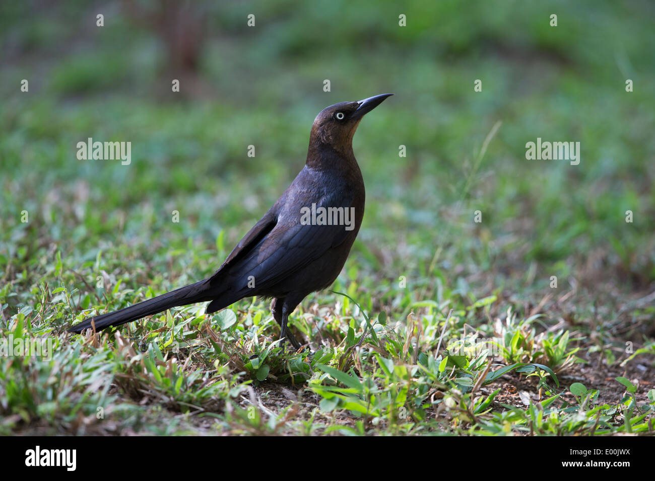 Great-tailed Grackle (Quiscalus mexicanus loweryi), female foraging in the grass at Anthony's Key Resort in Roatan, Honduras. Stock Photo