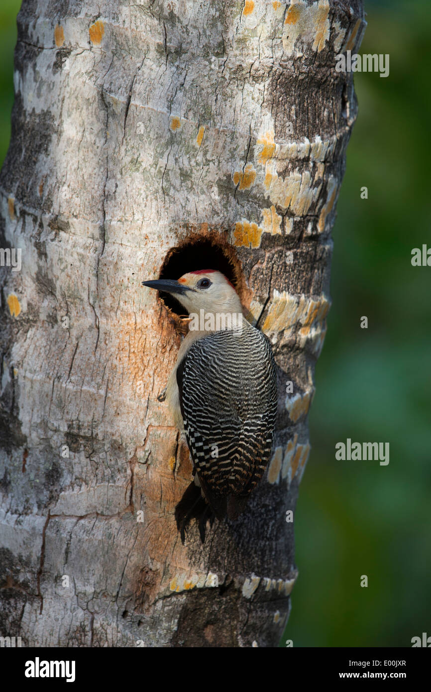 Golden-fronted Woodpecker (Melanerpes aurifrons canescens), East Mexico subspecies, male excavating a nest hole Stock Photo