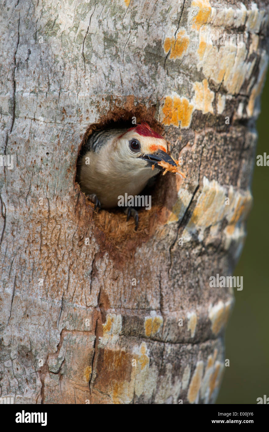 Golden-fronted Woodpecker (Melanerpes aurifrons canescens), East Mexico subspecies, male peering out of a nest hole Stock Photo