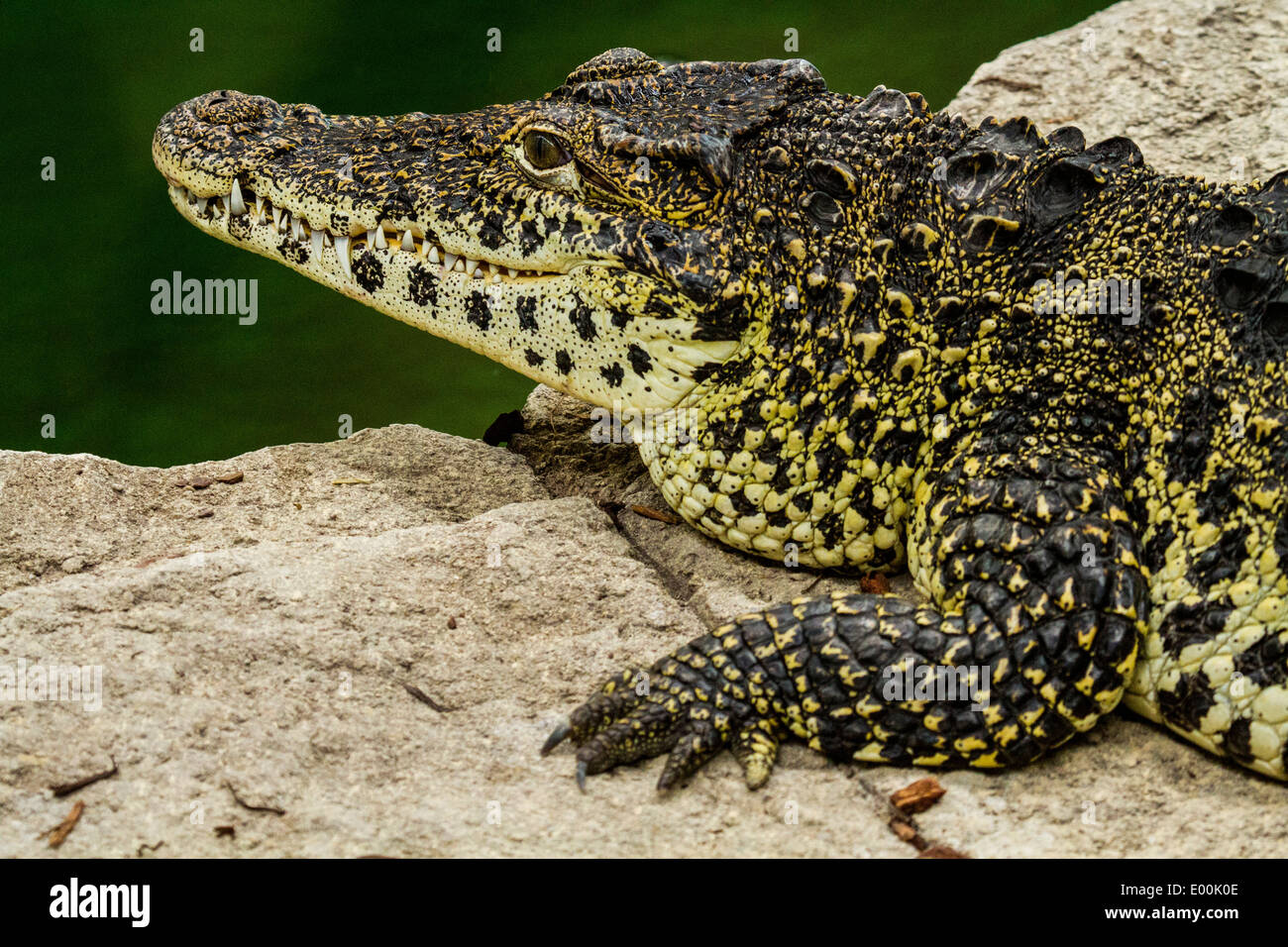 Juvenile  Nile Crocodile Stock Photo