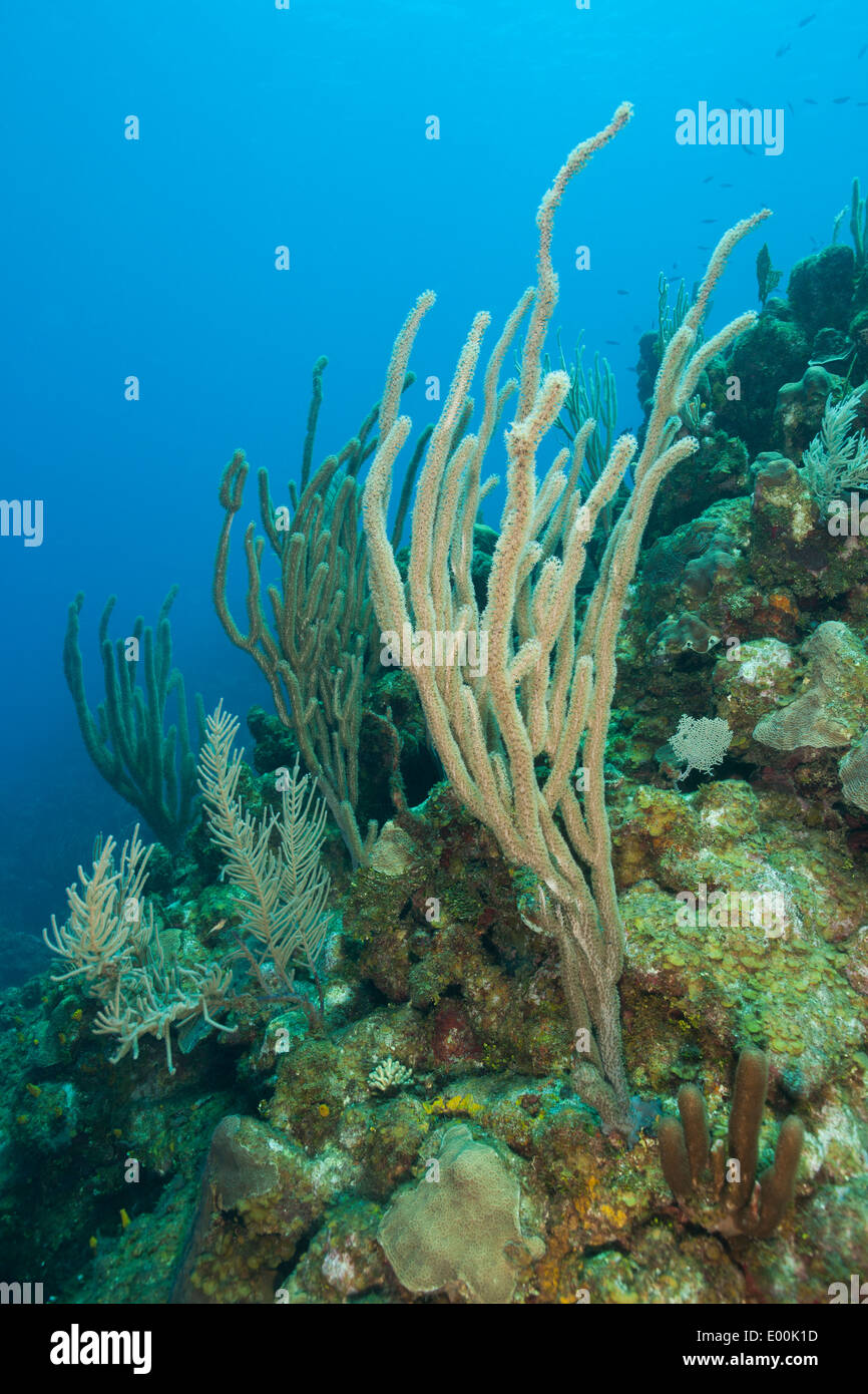 Sea Rods on a tropical coral reef off Roatan, Honduras in Central America. Stock Photo