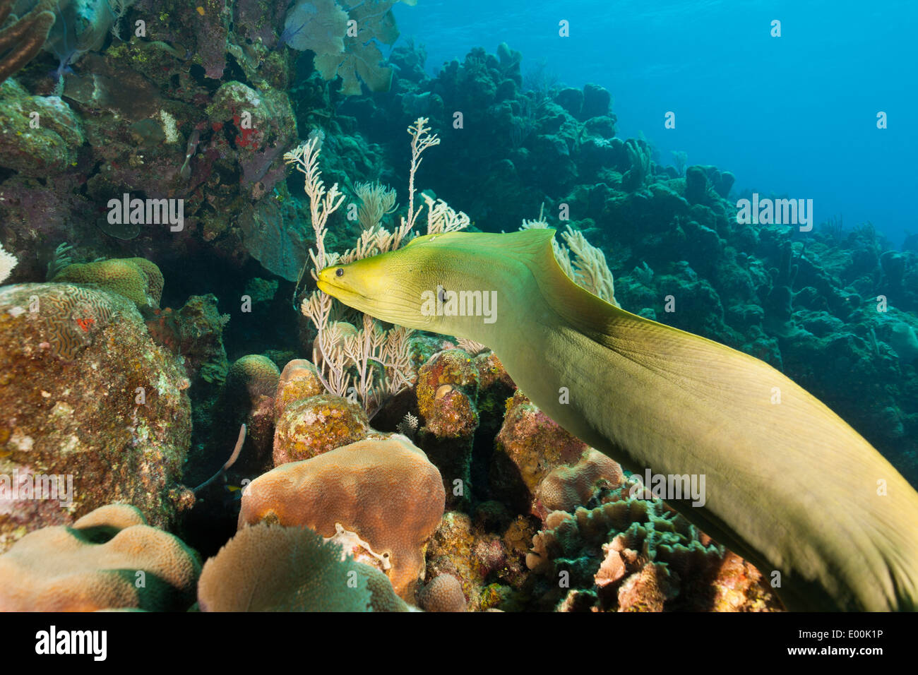 Green Moray (Gymnothorax funebris) swimming on a tropical coral reef off Roatan, Honduras in Central America. Stock Photo