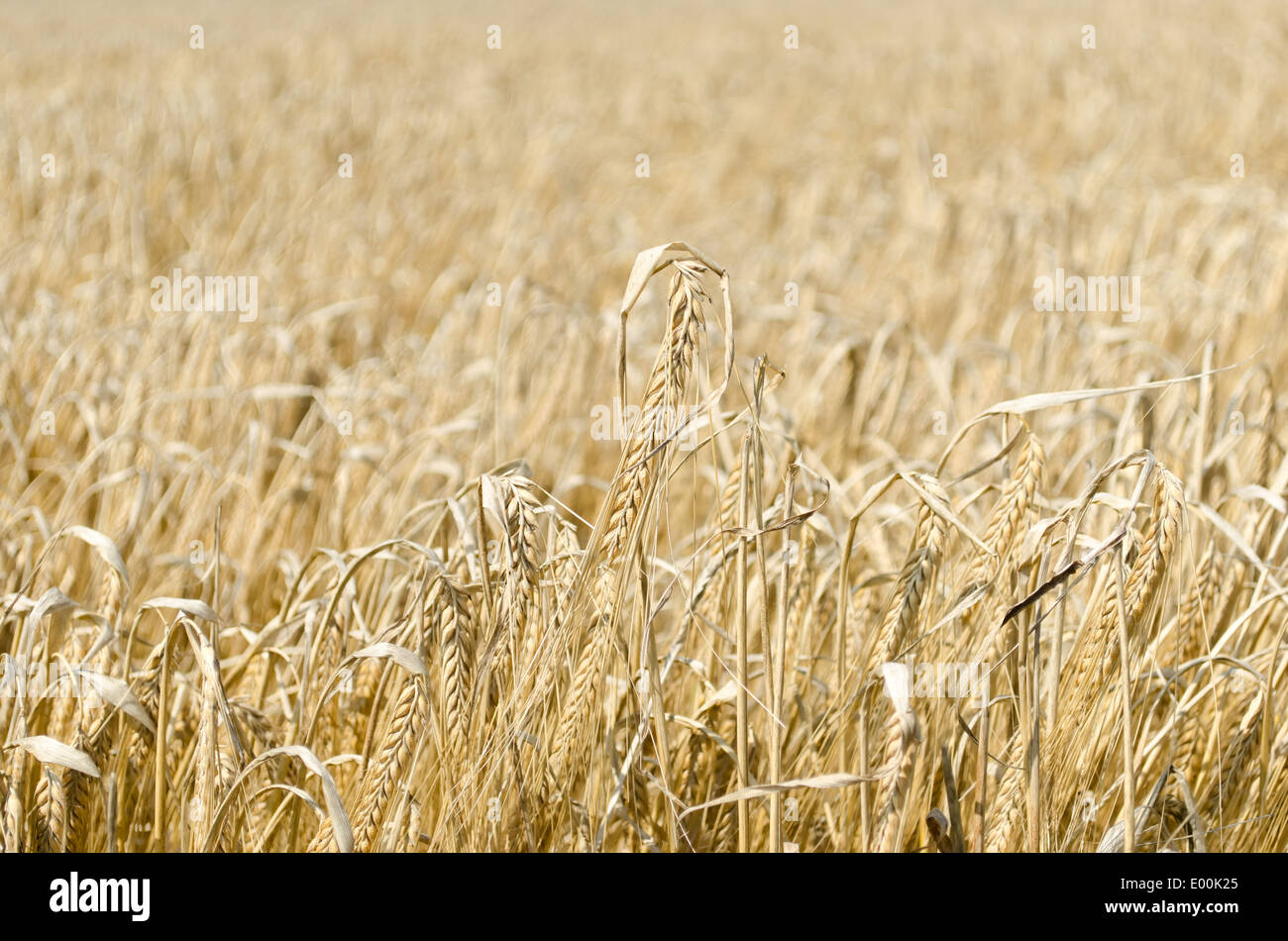 Background of a wheat field, ready for harvest. Stock Photo
