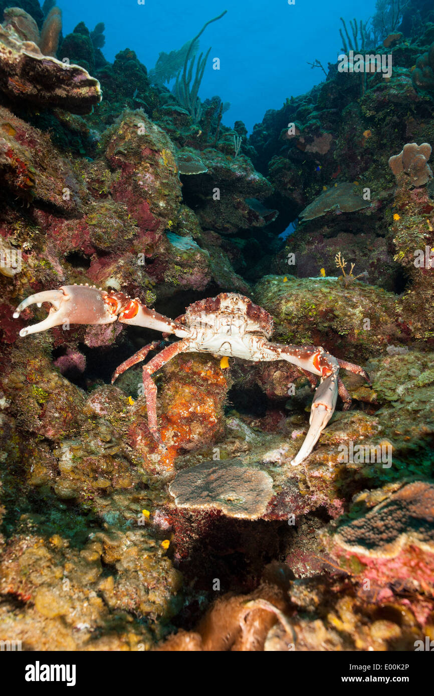 Channel Clinging Crab (Mithrax spinosissimus) on a tropical coral reef off Roatan, Honduras in Central America. Stock Photo