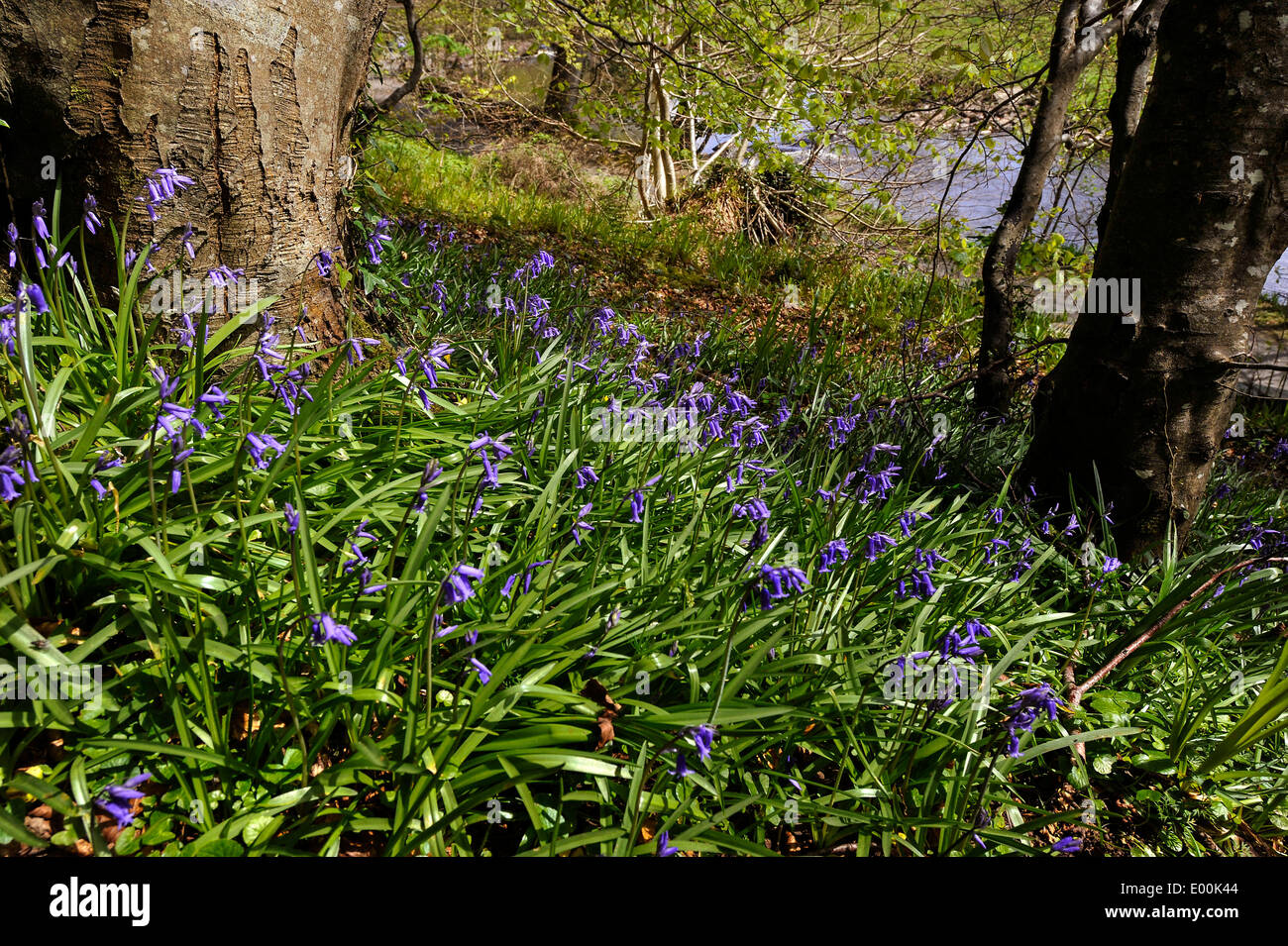 Bluebells (Hyacinthoides non-scripta) a bulbous perennial plant growing in woodland at Swan Park, Buncrana, County Donegal, Irel Stock Photo