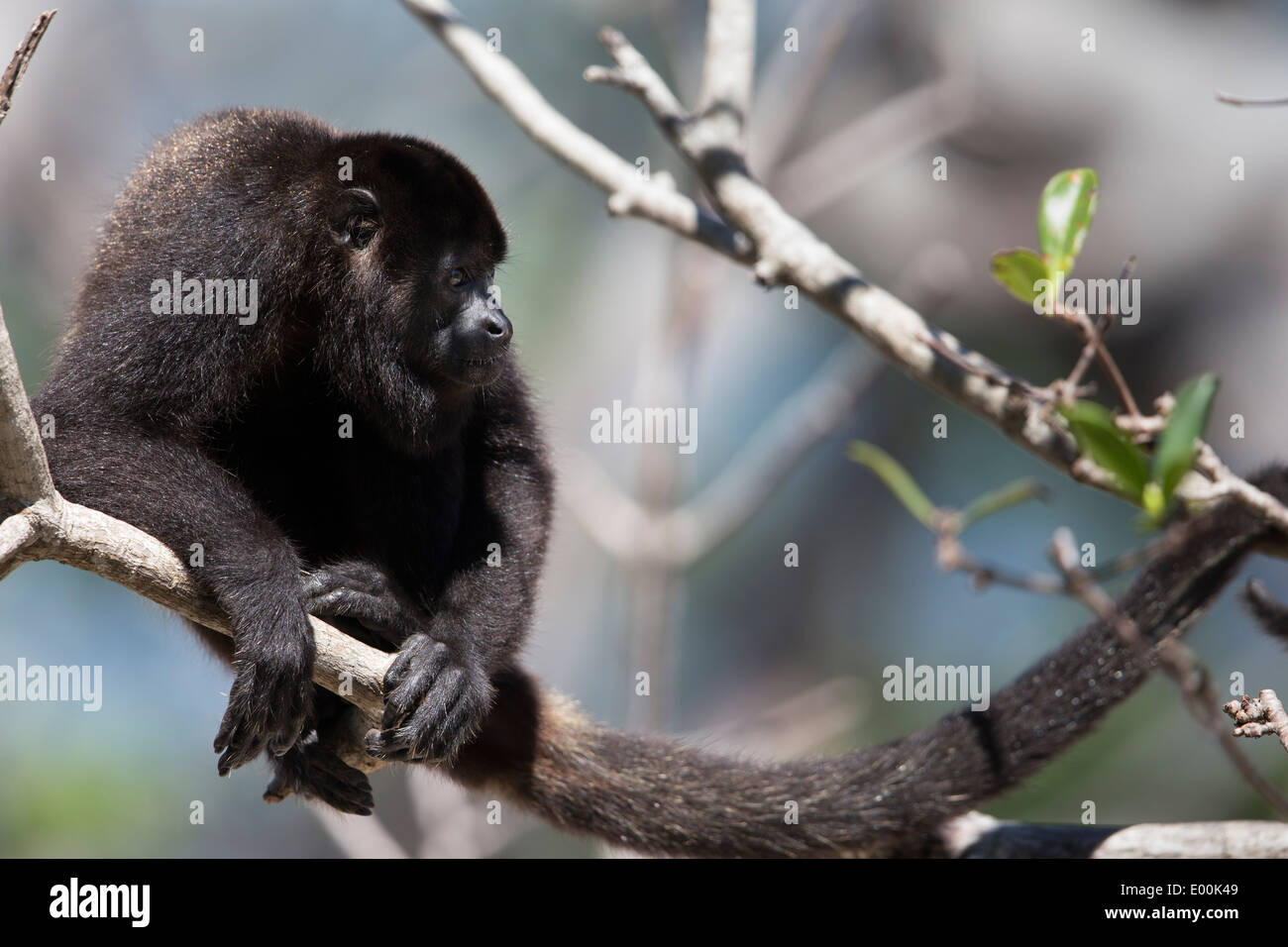 Black Howler Monkey (Alouatta caraya) at Maya Key in Roatan, Honduras. Stock Photo