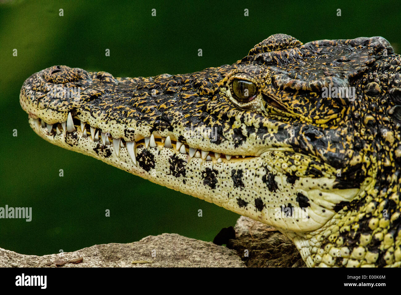 Juvenile  Nile Crocodile Stock Photo