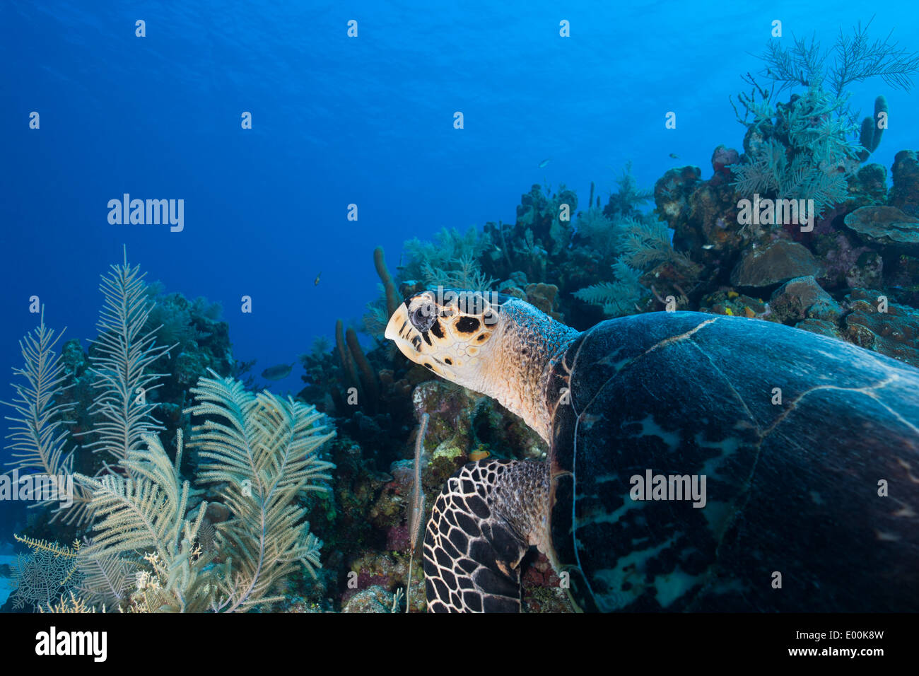 Atlantic Hawksbill Turtle (Eretmochelys imbricata imbricata) swimming over a tropical coral reef off Roatan, Honduras. Stock Photo