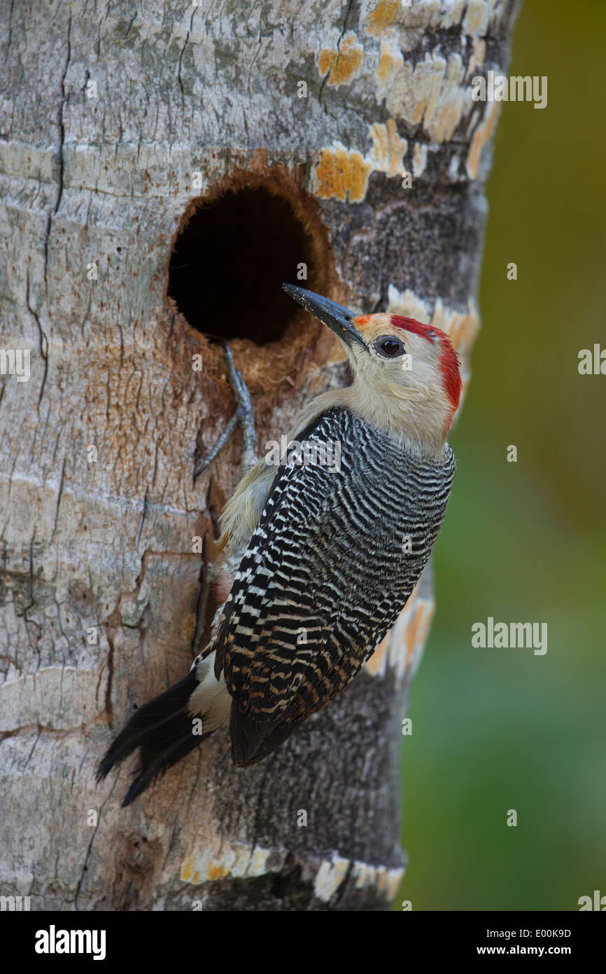 Golden-fronted Woodpecker (Melanerpes aurifrons canescens), East Mexico subspecies, male excavating a nest hole Stock Photo
