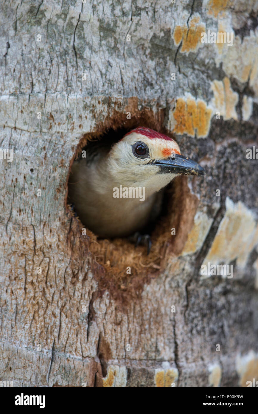 Golden-fronted Woodpecker (Melanerpes aurifrons canescens), East Mexico subspecies, male peering out of a nest hole Stock Photo