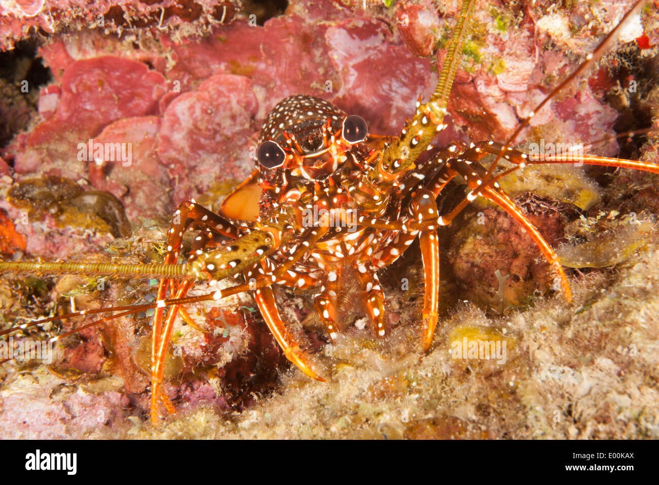 Spotted Spiny Lobster (Panulirus guttatus) on a tropical coral reef off Roatan, Honduras. Stock Photo