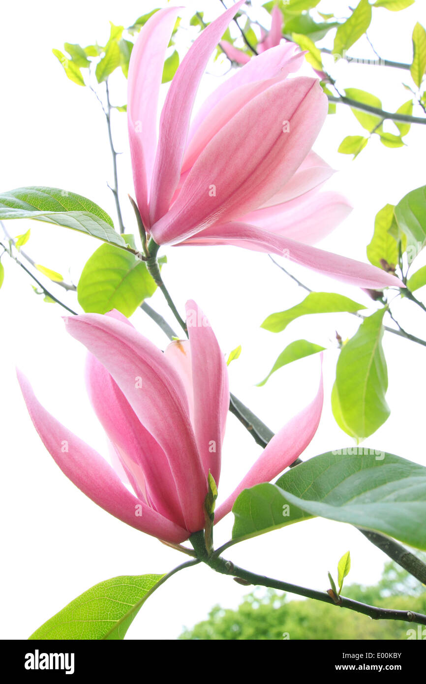 Beautiful magnolia blossom in spring time against white Stock Photo