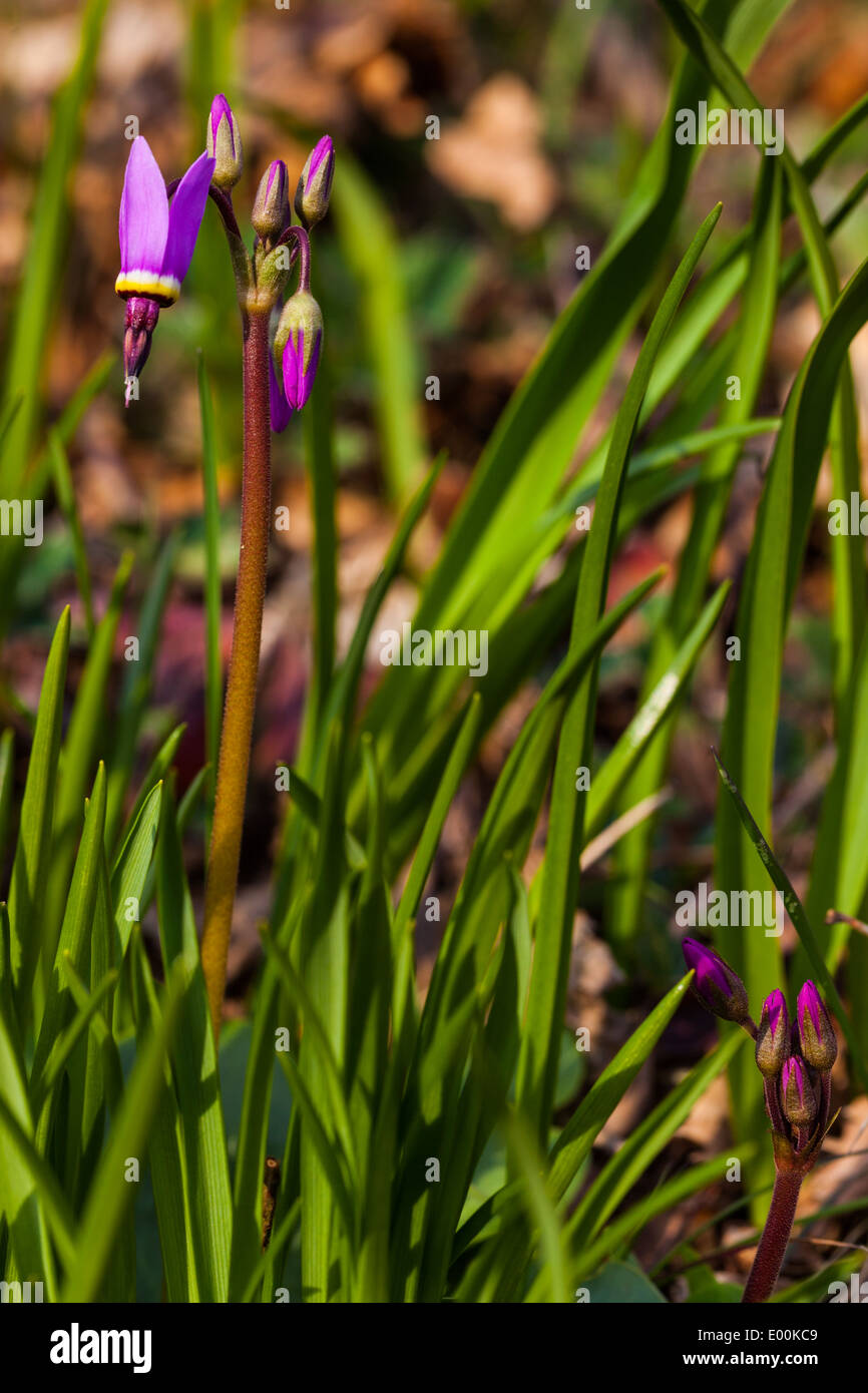 Shooting Star flowers budding and blooming on a spring day Stock Photo
