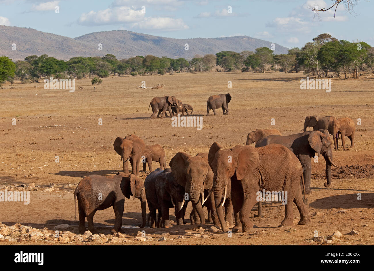 Herd of elephant Loxodonta africana Taita Hills Tsavo West Kenya Stock Photo