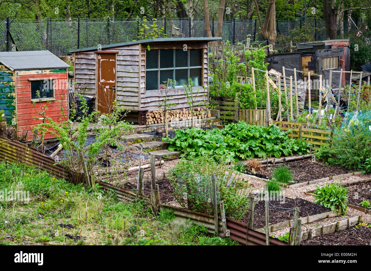 Allotments in Spring at Warriston,  Edinburgh, Scotland. Stock Photo