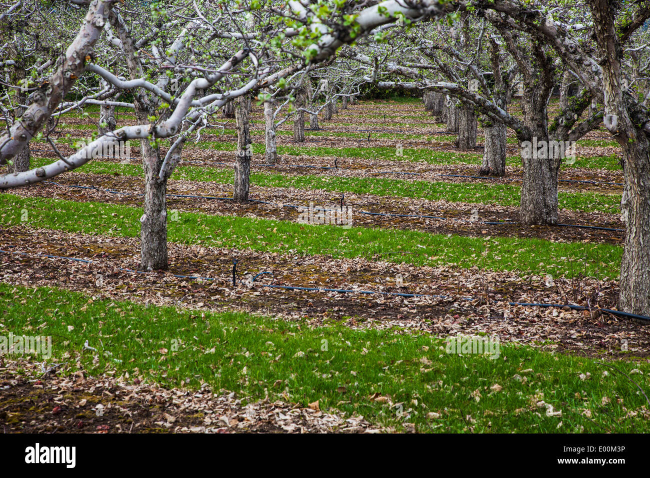 View under the boughs of fruit trees in an Okanagan Valley orchard, Kelowna. Stock Photo