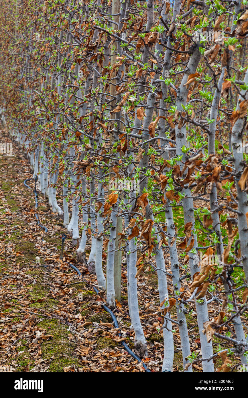 Row of young fruit trees in an Okanagan Valley orchard. Kelowna, Canada Stock Photo