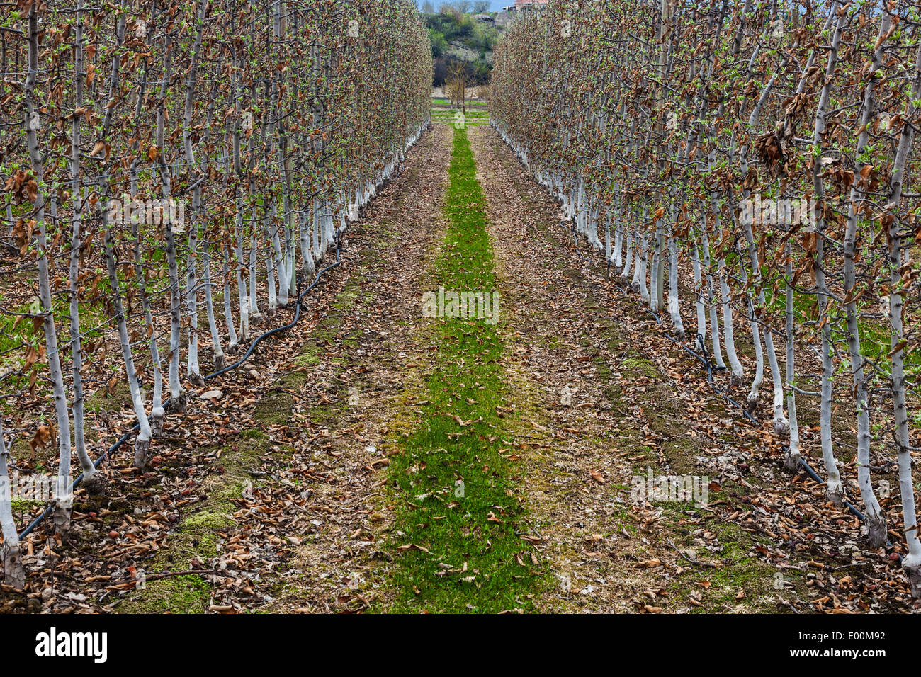Converging rows of young fruit trees in an Okanagan Valley orchard near Kelowna, British Columbia, Canada Stock Photo