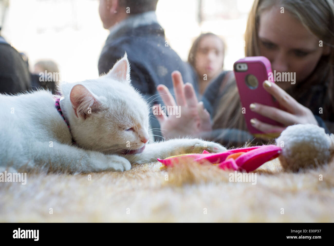 Cat lovers come from near and far to the Cat Cafe on the Bowery in New York on its grand opening day Stock Photo