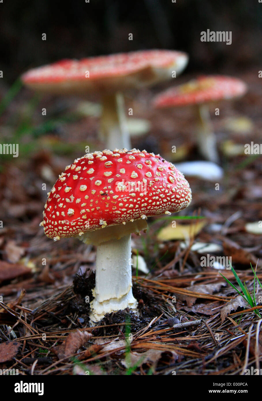 Amanita muscaria, commonly known as the fly agaric or fly amanita Mushrooms in Autumnautumnal Stock Photo