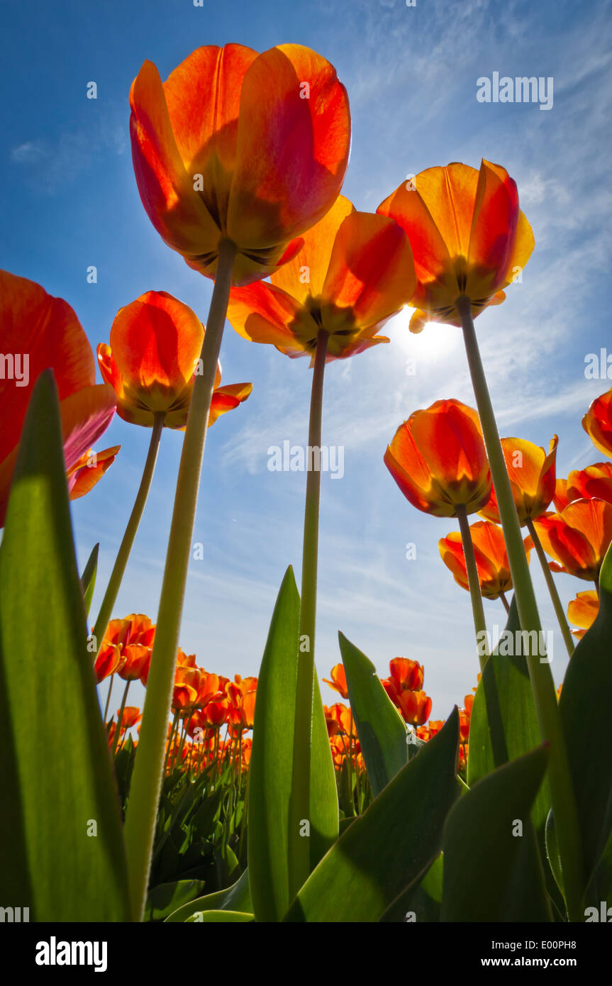 Tulips blooming in the Skagit River Valley, Washington, USA Stock Photo