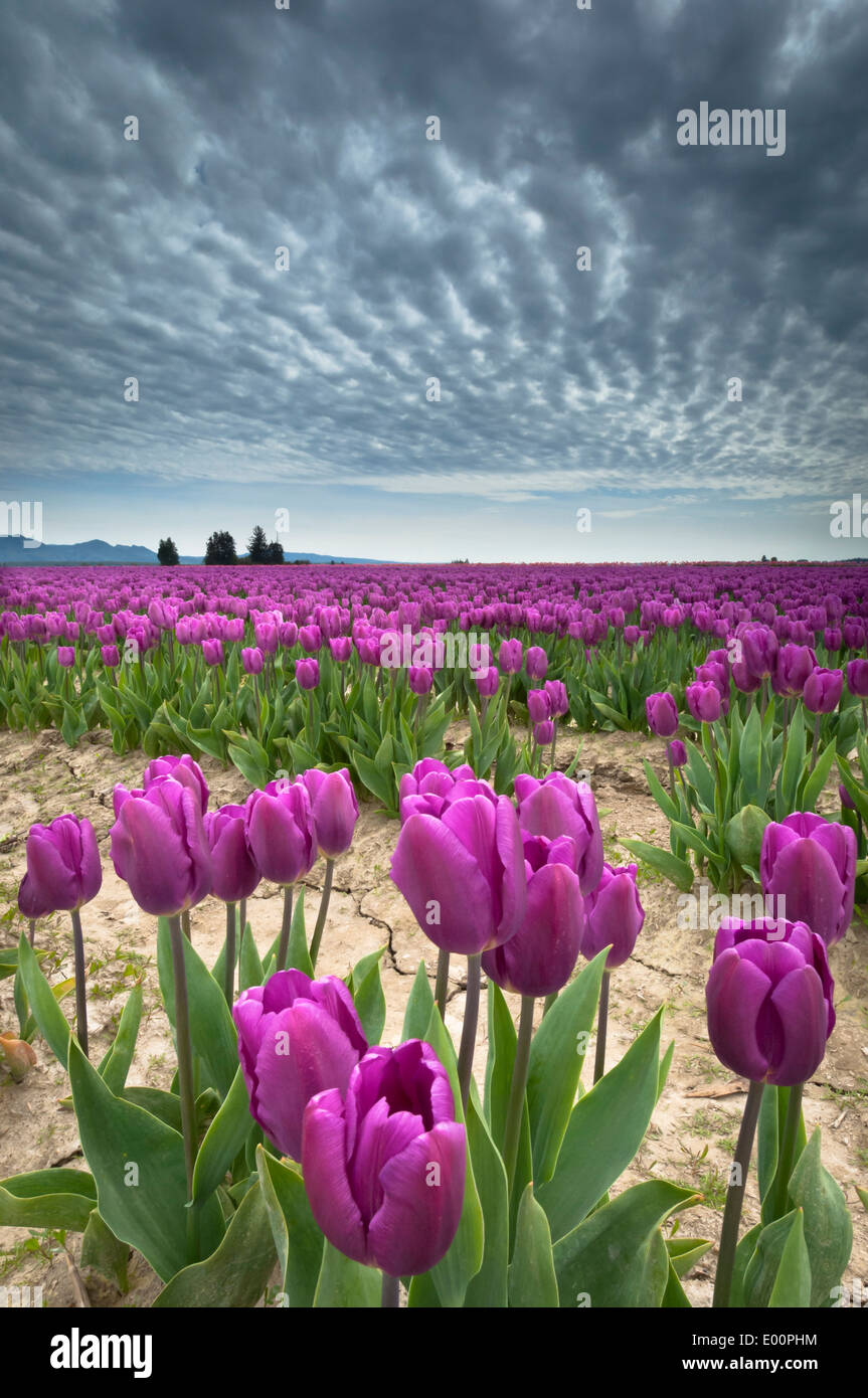 Tulips blooming in the Skagit River Valley, Washington, USA Stock Photo