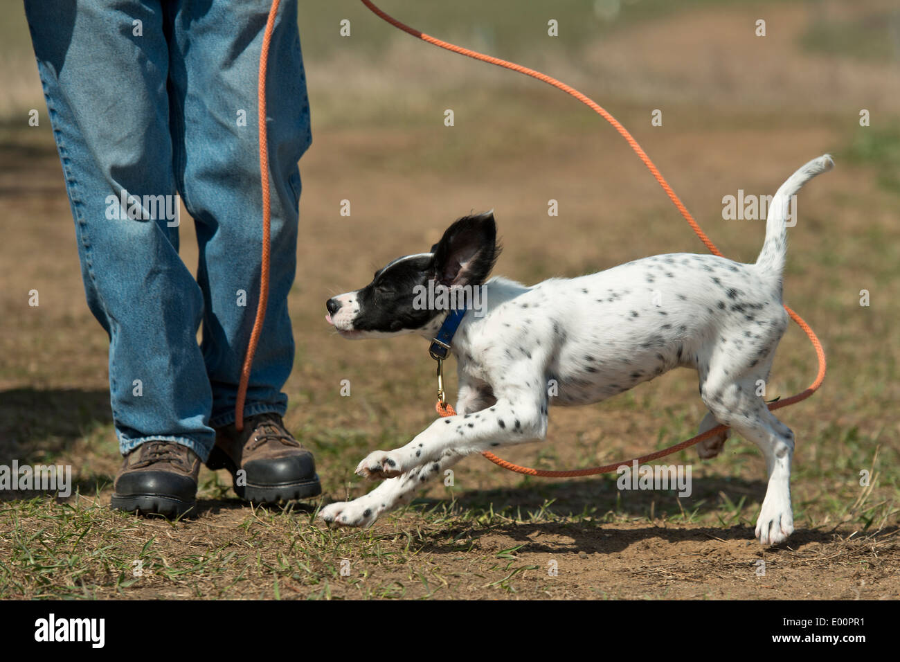 English Setter Puppy out being trained Stock Photo