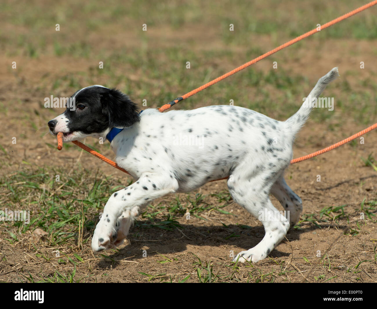 training english setters to hunt