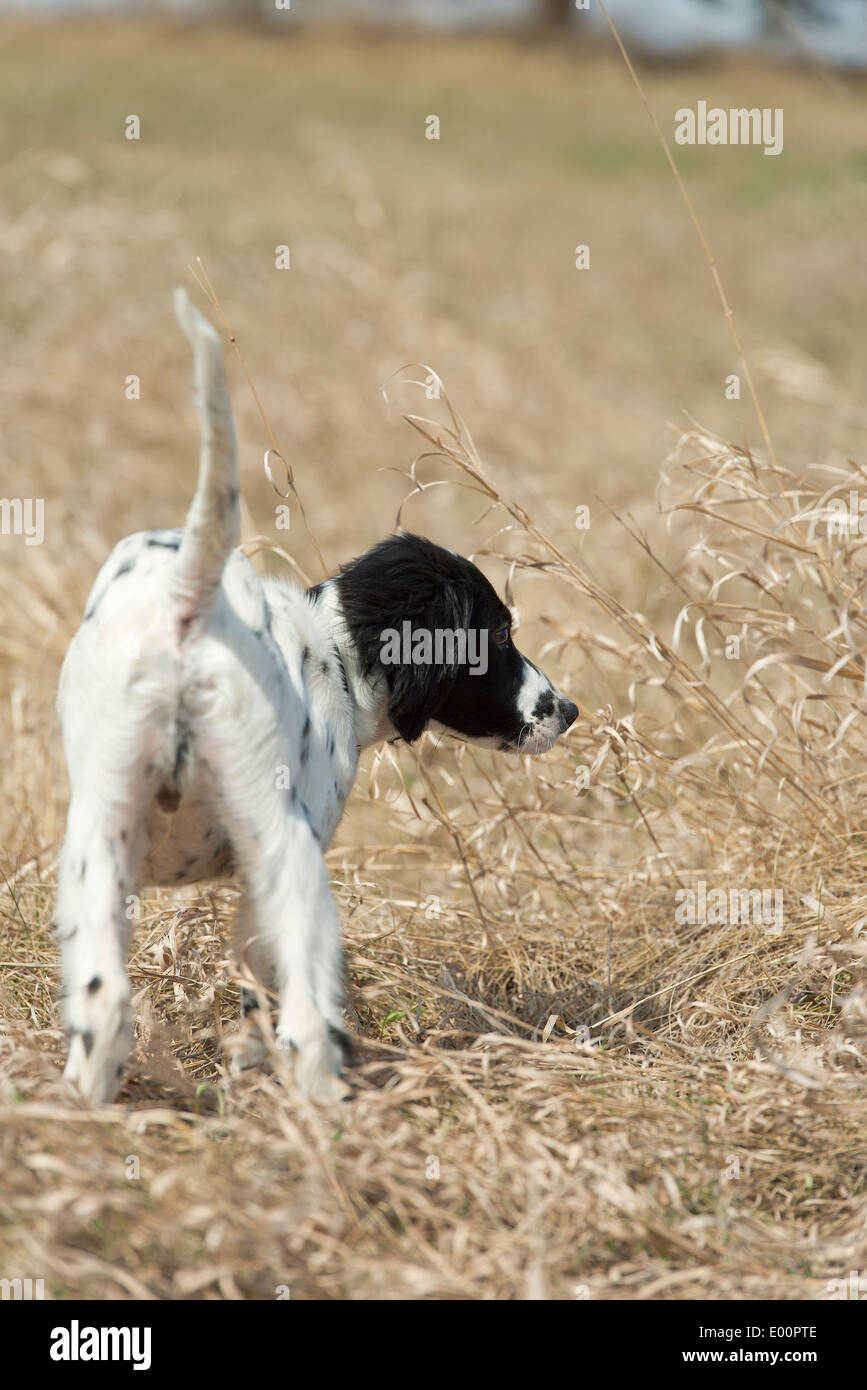 English Setter Puppy Stock Photo