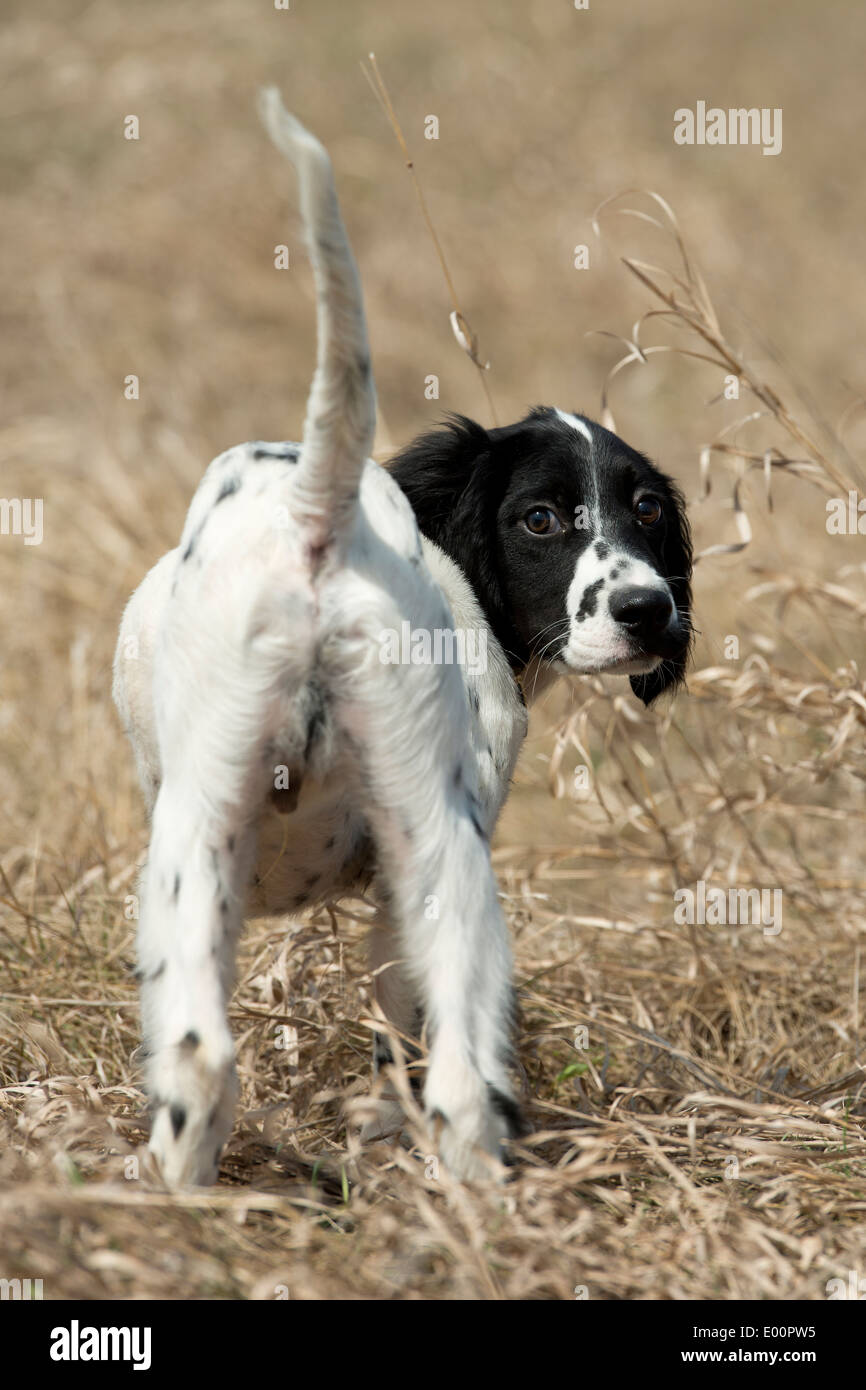 English Setter Puppy Stock Photo