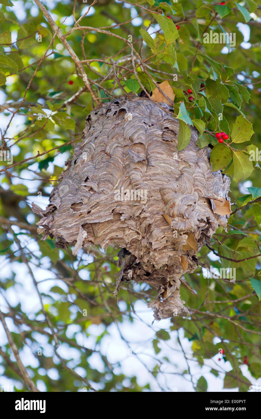 An abandoned Paper Wasp nest hanging from a holly tree in autumn Stock Photo