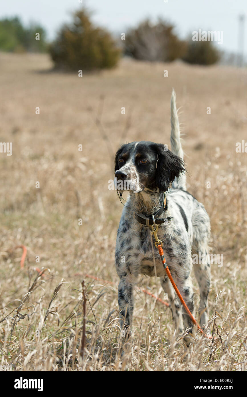English Setter hunting dog Stock Photo