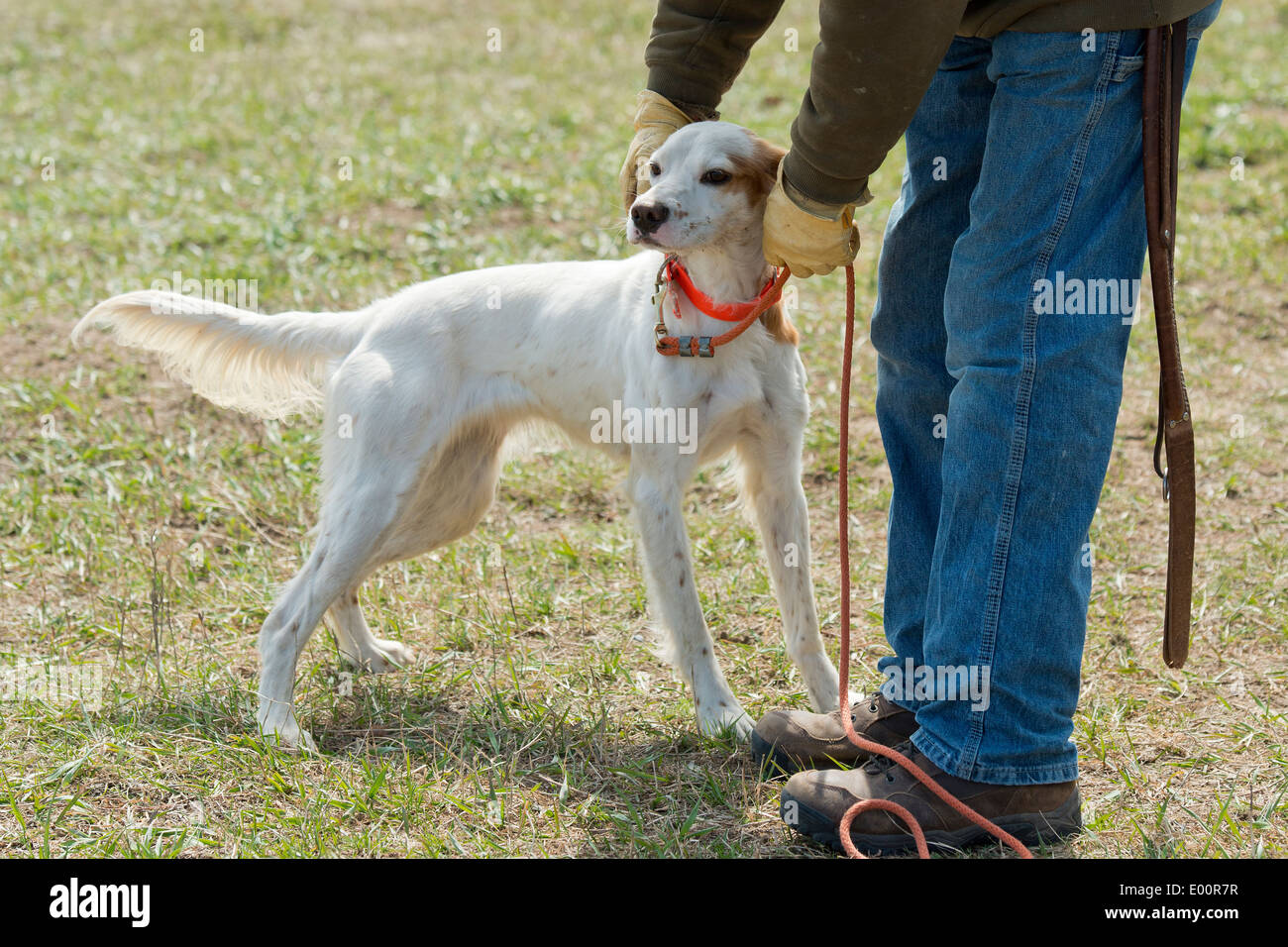 English Setter hunting dog Stock Photo - Alamy