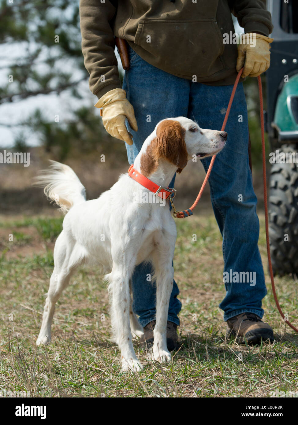 English Setter hunting dog Stock Photo - Alamy