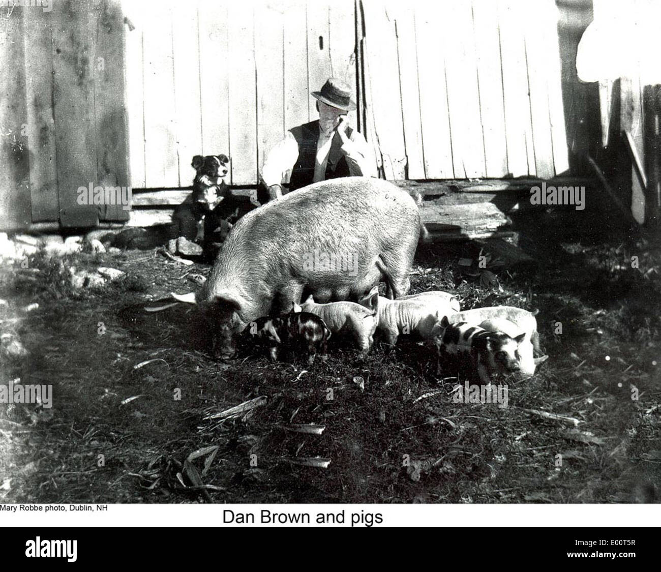 This image shows author Dan Brown with his pigs in Dublin, New ...