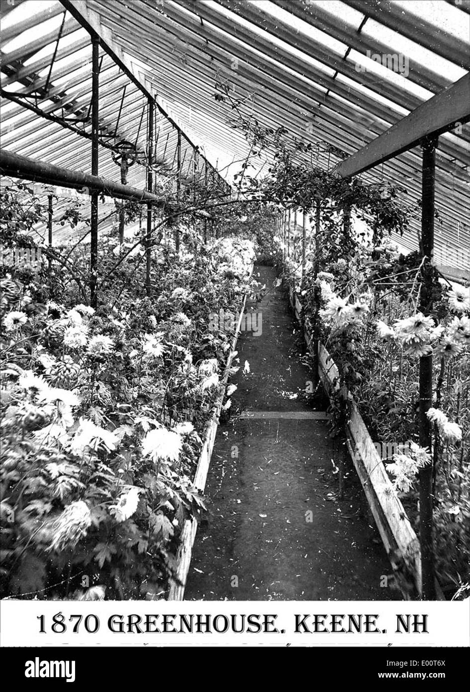Vintage greenhouse Black and White Stock Photos & Images Alamy