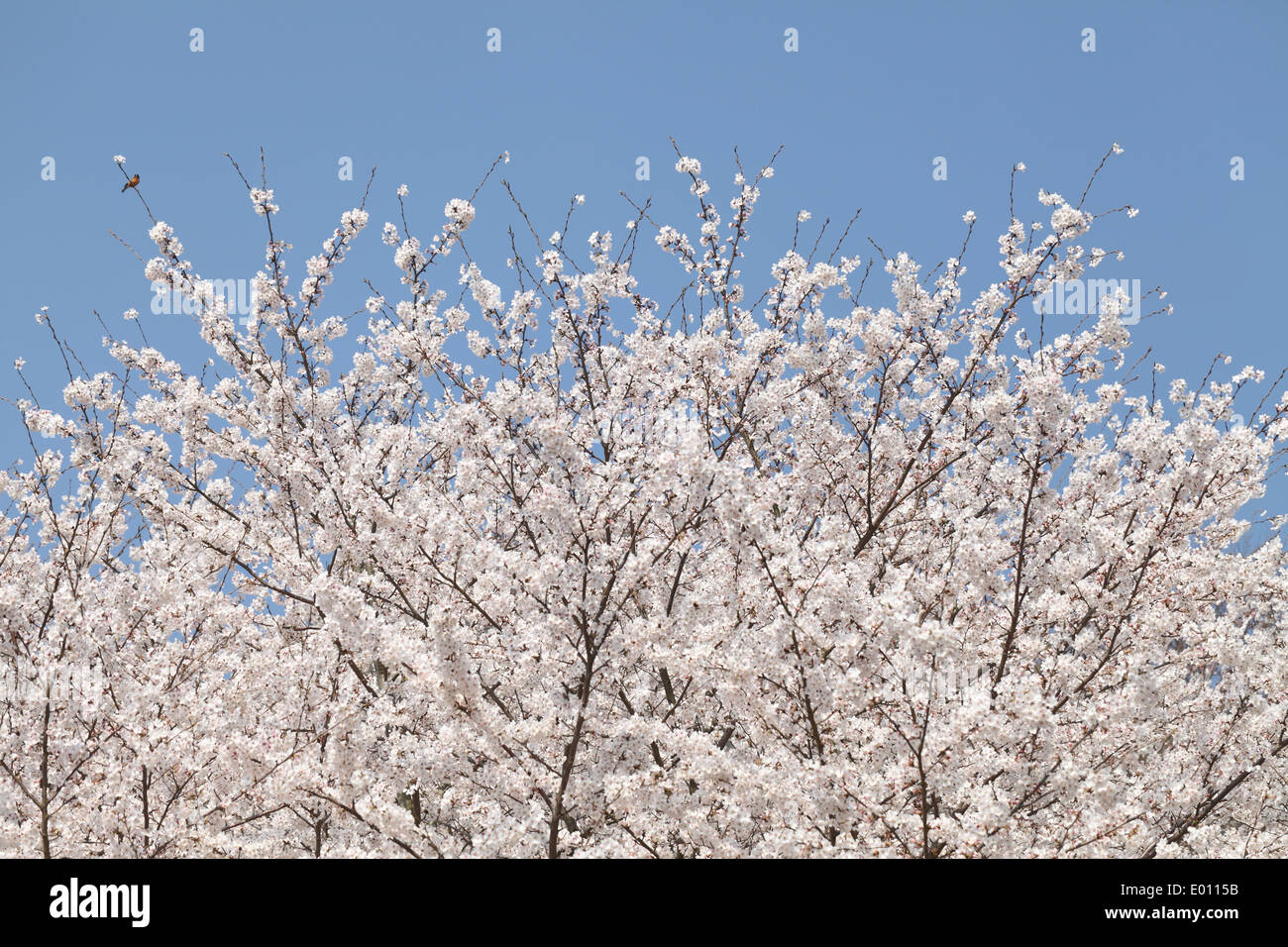 Tender blossom bird cherry tree hi-res stock photography and images - Alamy