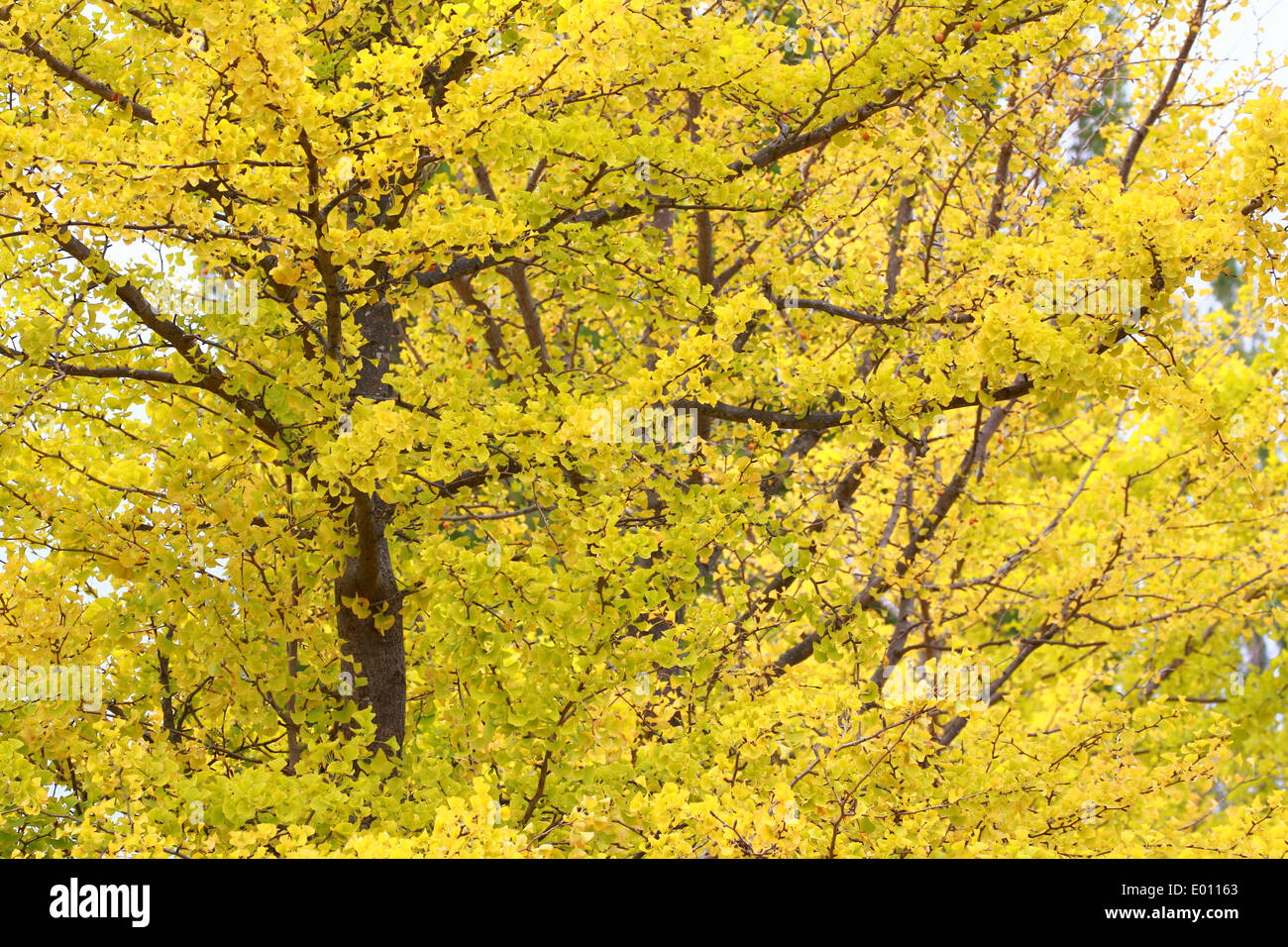 Autumn leaf tree hi-res stock photography and images - Alamy