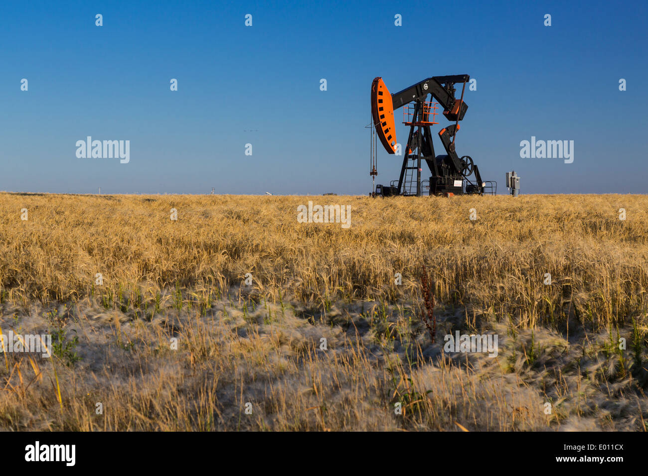An oil production pump jack in the Bakken play oil field deposits near