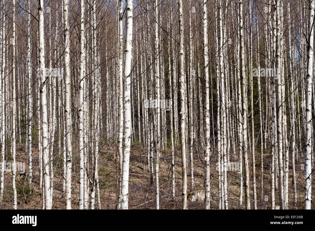 common birch tree trunks, Finland Europe Stock Photo