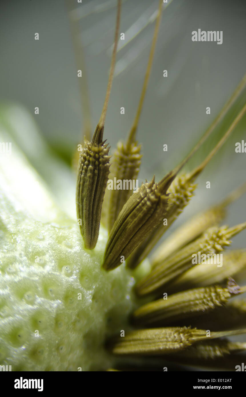 closeup detail of dandelion clock dispersal seeds seed umbrella white ...