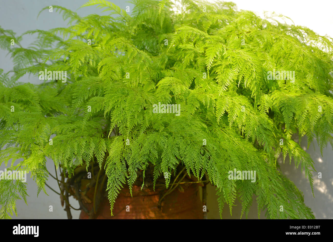 Attractive garden fern hi-res stock photography and images - Alamy