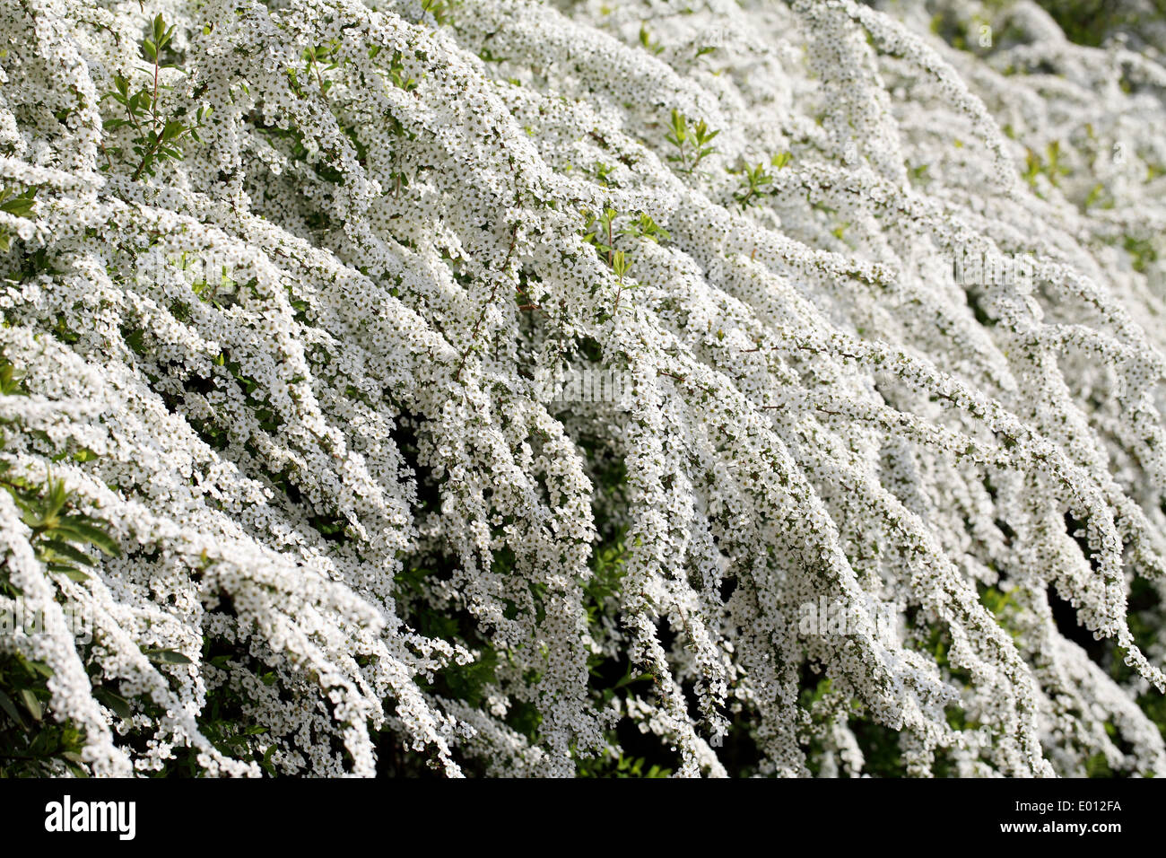 Spirea shrub hires stock photography and images Alamy