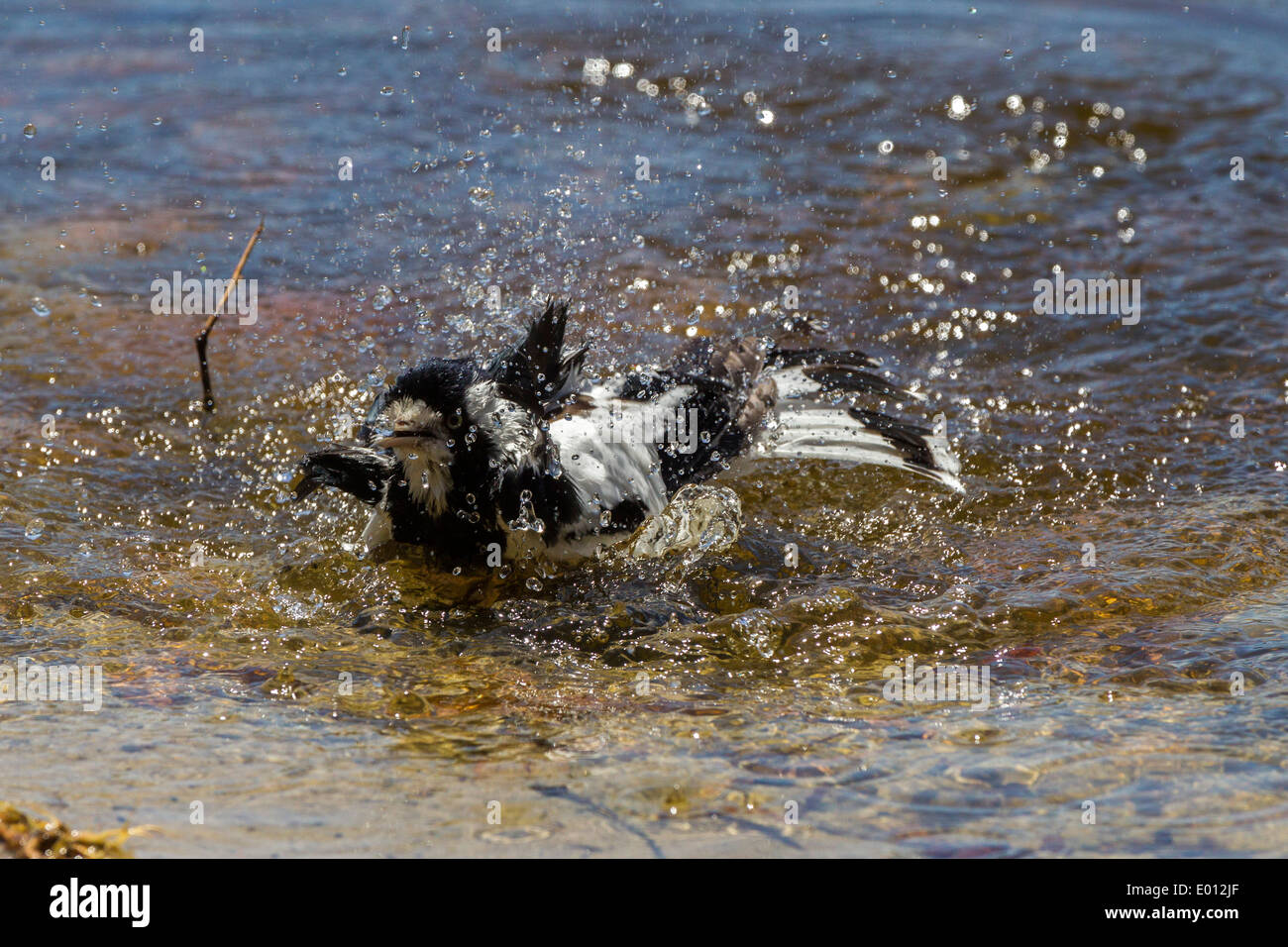 Magpie Lark. Grallina cyanoleuca bathing on the edge of Tomato Lake Perth W.A. Stock Photo