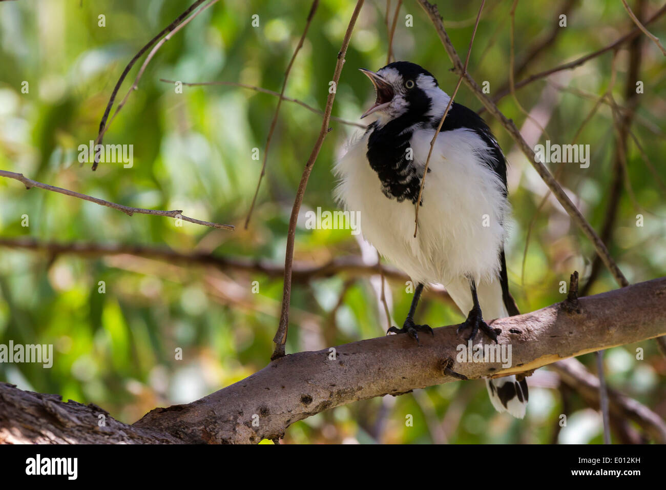Magpie Lark. Grallina cyanoleuca perched to dry off after bathing in Tomato Lake Perth W.A. Stock Photo