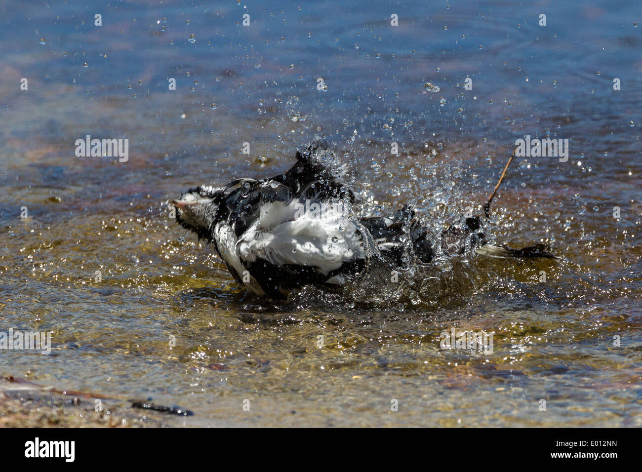 Magpie Lark. Grallina cyanoleuca bathing on the edge of Tomato Lake Perth W.A. Stock Photo