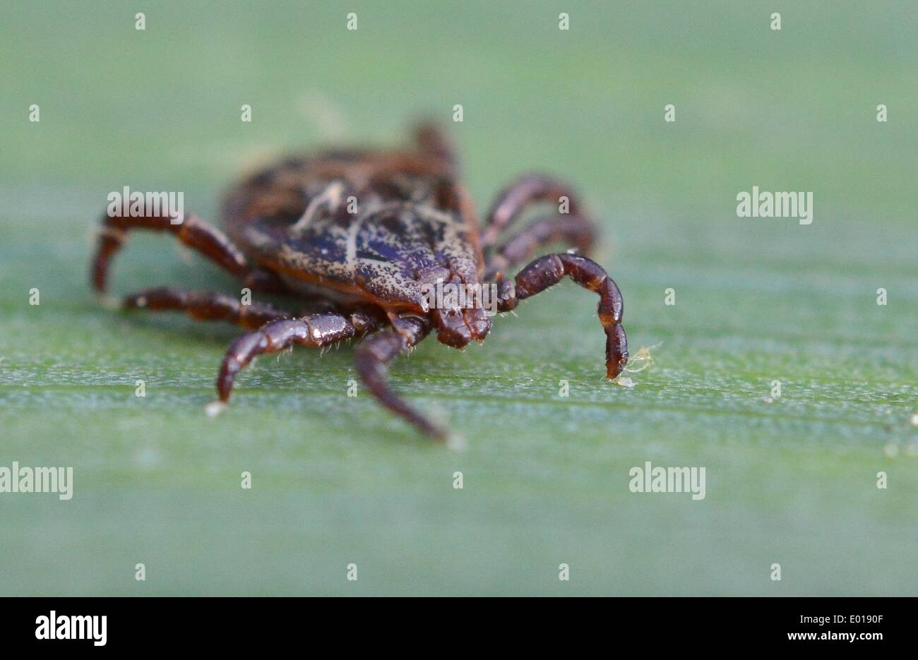 Germany tick species hi-res stock photography and images - Alamy
