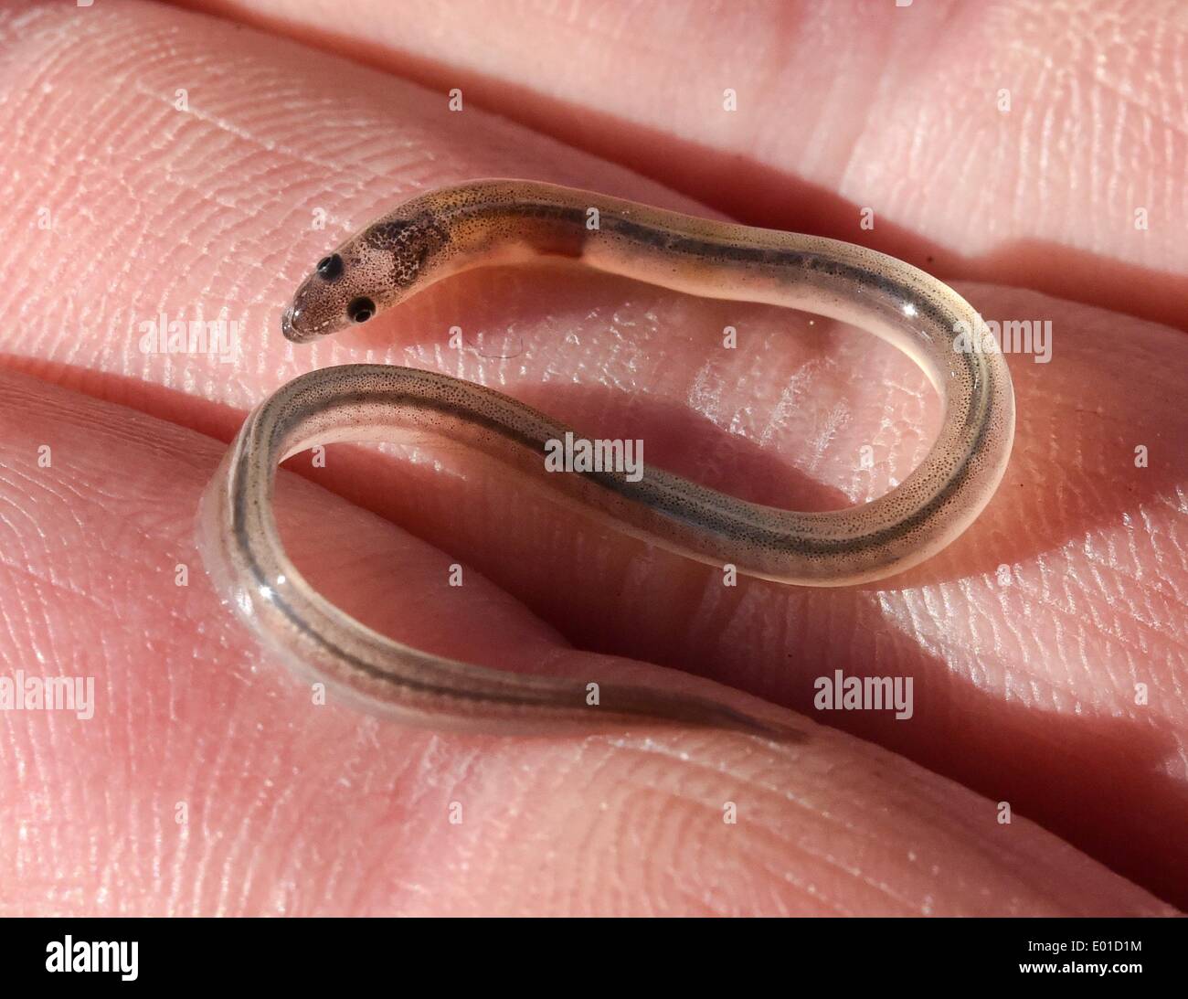 Storkow, Germany. 29th Apr, 2014. A tiny glass eel of a bout 4 cm in