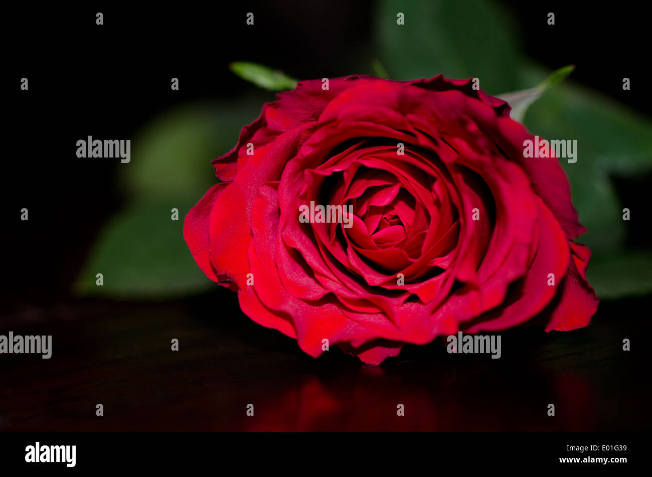 Single red rose highlighed by flash light Stock Photo - Alamy