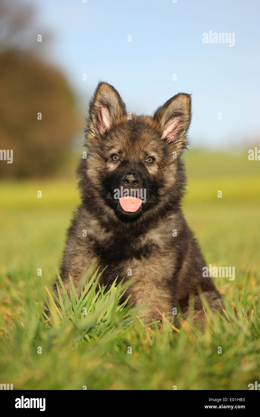 Voyons vos chiens ! | Page 6 | Rimfire Central Firearm Forum, image size:866x1390